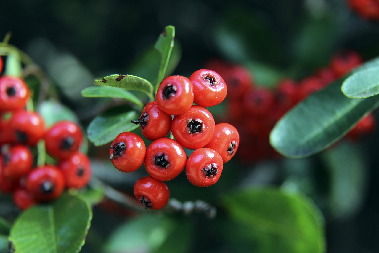 主优化词：塞维利亚客场几百强敌，表现出色